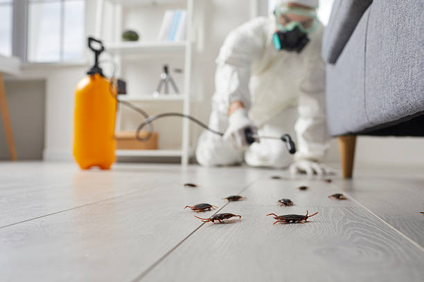 Post-Treatment Bed Bug Interceptor Monitoring in Pine Island Center